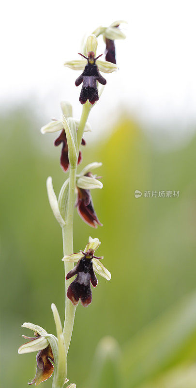 蝇兰(Ophrys entomtifera)